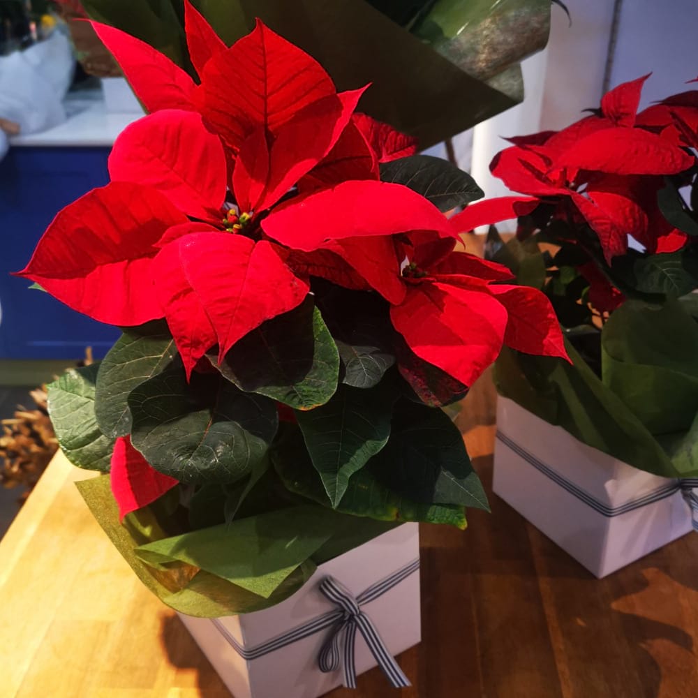 poinsettia plant