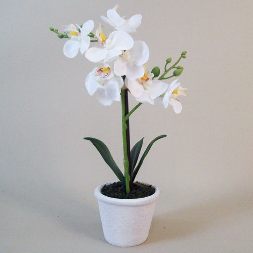 mini orchid plant in pot