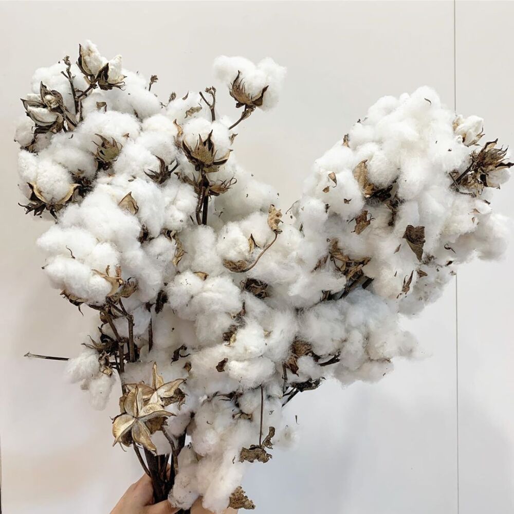 the cotton